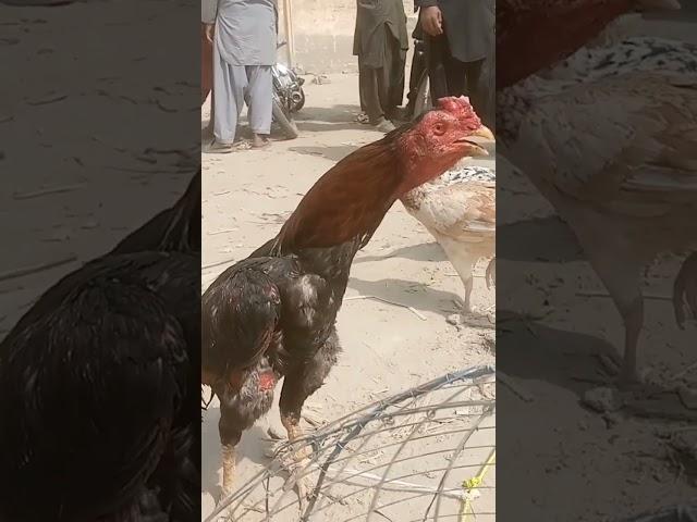 #shorts #big rooster voice #youtubeshorts