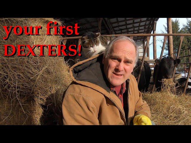 how to get started with Dexter cattle: stock, land, fences, housing, and equipment