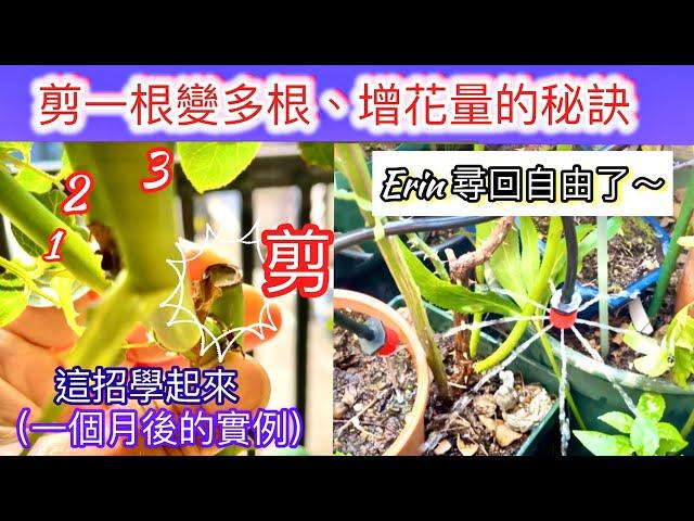 《實用技巧》剪掉玫瑰強筍變多根枝條的成果驗證｜自動澆水系統讓Erin回歸自由#玫瑰修剪技巧