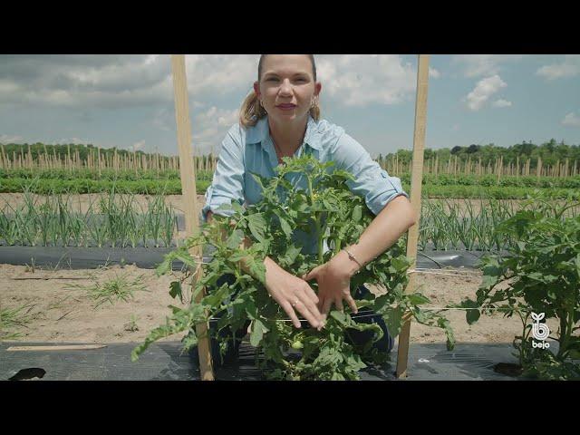 Tomato Pruning with Bejo USA