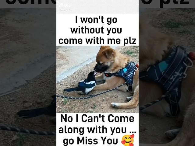 Heart Melting Scene Magpie Asking Dog To....?  #shorts #viral #trending