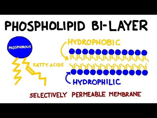 Carbohydrates and Lipids: Key Biomolecules I