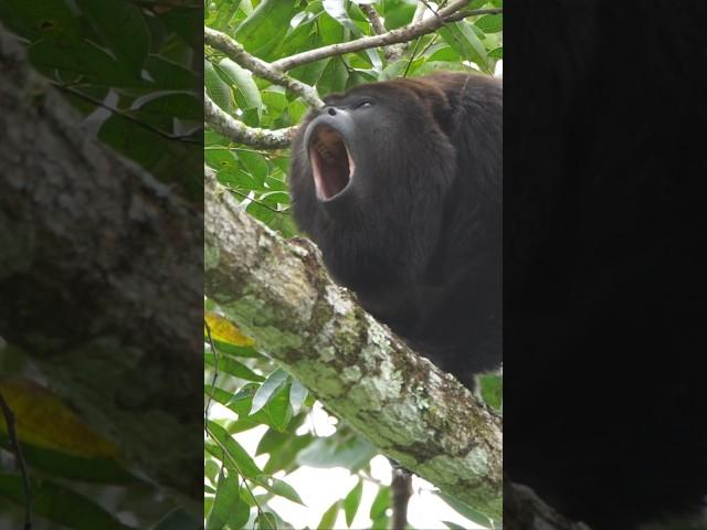 Specialized hyoid bone in their throat. Howler monkey #monkey #howling #youtubehighfive