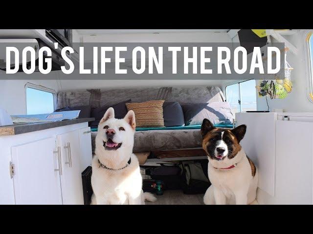 Travel Dog | What Traveling With Dogs Is Really Like!