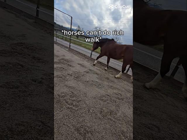 #richwalk #horse #equestrianjourney #horselove #equestrian #edit