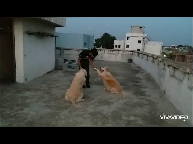 Relationship - based Dog training. Golden Retriever training. Dog trainer.Like,Share,Subscribe.