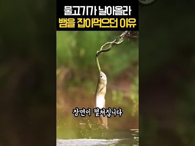 물고기가 날아올라 뱀을 잡아먹으려 했던 이유