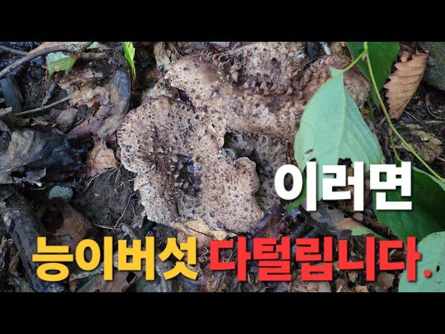 능이버섯 발견시 이렇게 두지마세요!!다털립니다.