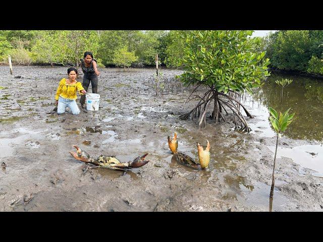 Unique Fishing - Giant Mud Crabs Catching In Muddy at Swamp after Water Low Tide