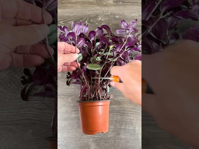 How To Effortlessly Propagate Tradescantia in Soil And Water