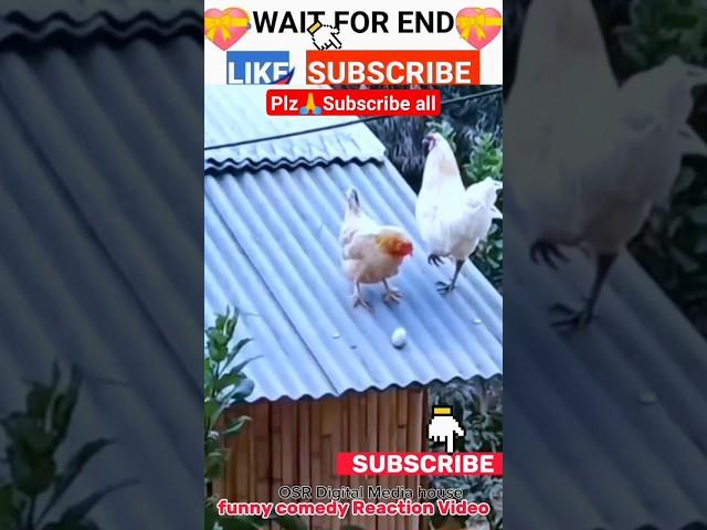 BestHen_funny ||comedy video||#shortvideo #viral #funny #comedy #osr digital media house
