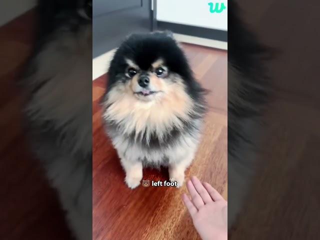 Taehyung wants to cuddle Yeontan but Yeontan is savage ️