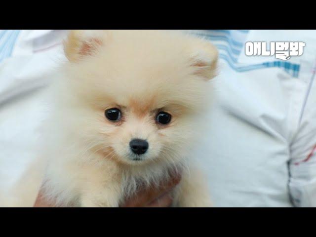 Frequent Misbehaviors Pomeranian Dog Owners Do