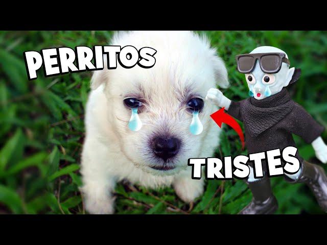 Se vale LLORAR  #perritos #adoptar #rescate #animales #cute #triste #amor #adopta #petco #viral