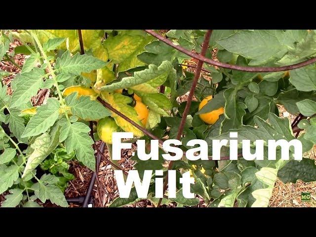 Fusarium Wilt on Tomatoes. How I Handled it, and One Tip.