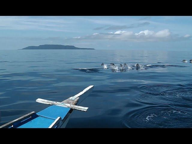 Whaleshark & Thresher Shark Itinerary