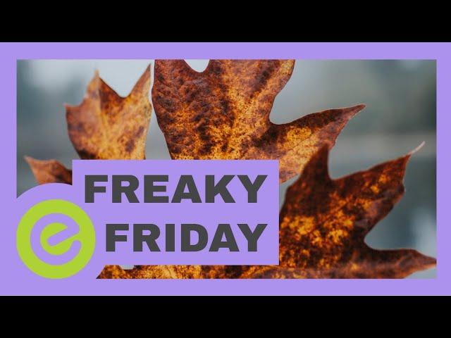 Freaky Friday 3 with Steven and Renee Crouch | embraced.life | on the couch with Crouch's