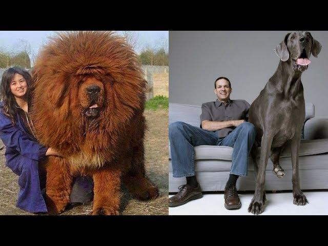 The Top 10 Largest Breeds Of Dog 2018