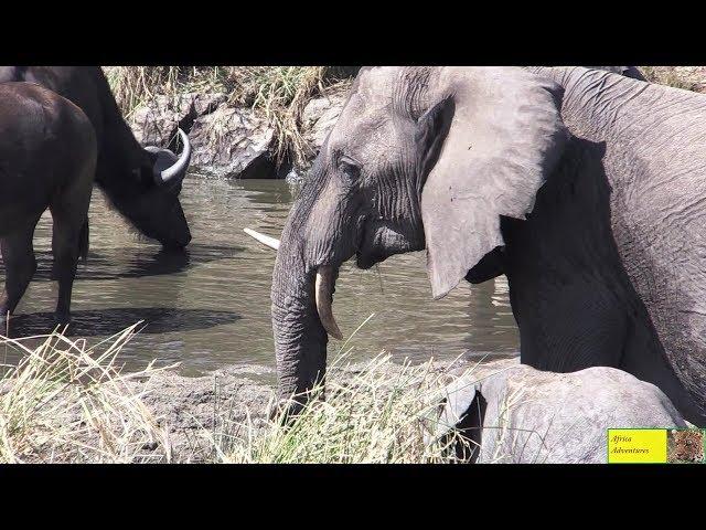 Watch "Ugly" Elephant Cow With Crooked Tusk