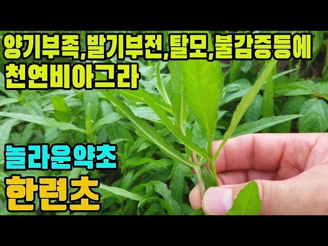한련초(묵한련,연자초)―뼈와근육,내장이튼튼해지고,탈모와흰머리,양기부족,발기부전,부인병,불감증,자궁암등각종암에 효능 있는 나물 약초