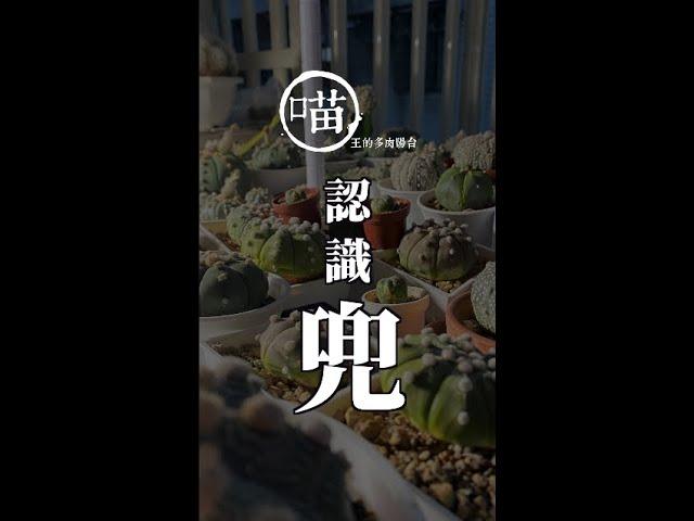 認識仙人掌兜狂熱的稀有兜/喵王的多肉陽台永遠都少一棵