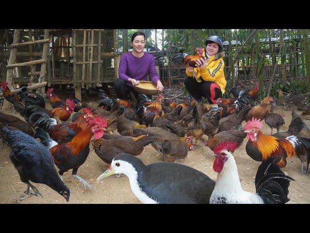 Selling ​​Wild Chickens to Village Customers. Fattening the Chickens with Organic Food Before Sold