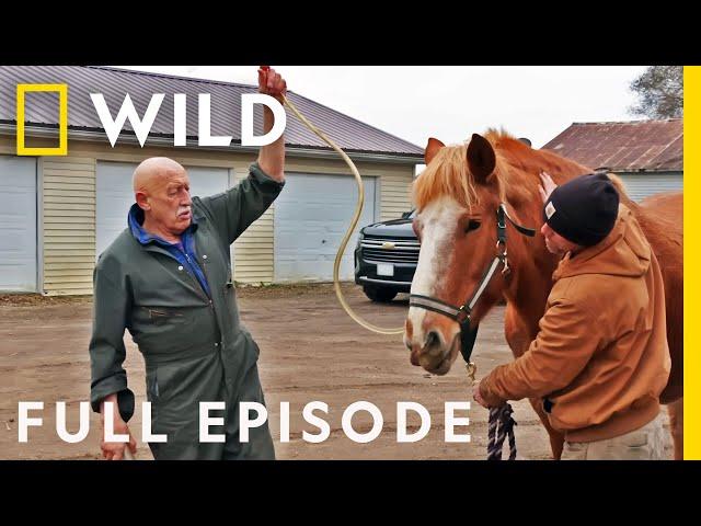 The Incredible Dr. Pol: The Grand Finale (Full Episode SPECIAL) | Nat Geo Wild