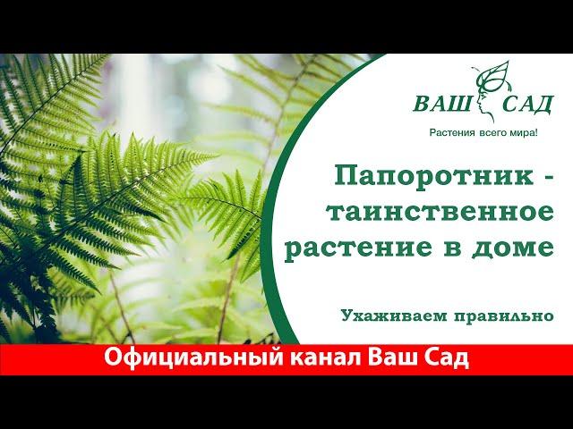 Папоротник и его тайны. Простой в уходе, но не без нюансов. Ваш сад