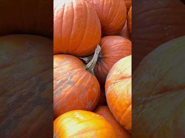 #pumpkinseason  #enjoy #autumn