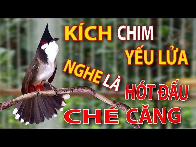 Luyện chào mào hót sáng 2024, QUÁ HAY - CHÉ KÍCH BỔI CĂNG ĐÉT, luyện chào mào hót căng lửa, chao mao