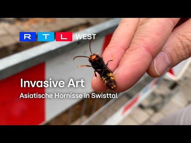 Asiatische Hornisse in Swisttal I 24.10.2024