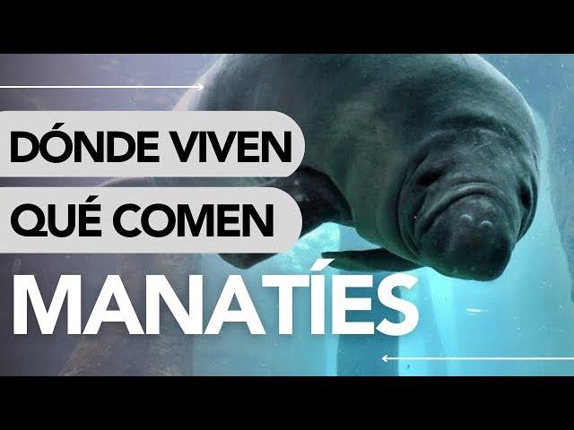 Dónde VIVEN los MANATÍES y QUÉ COMEN  ¡Fascinante!