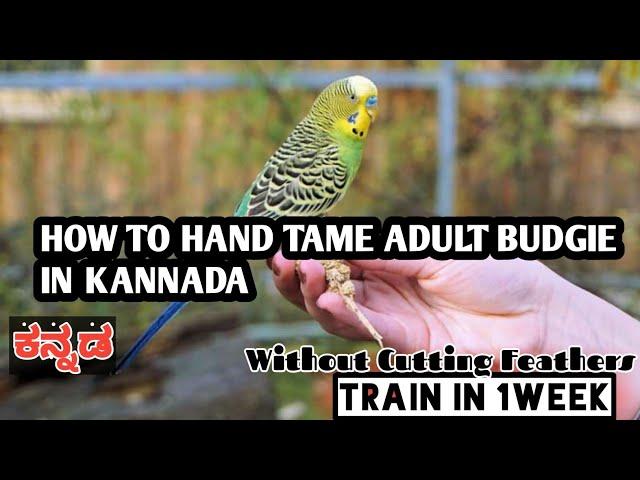 How to hand tamebudgies,Love Birds,Cocktail,Birds Quickly in kannada/Nature Relaxing Zone