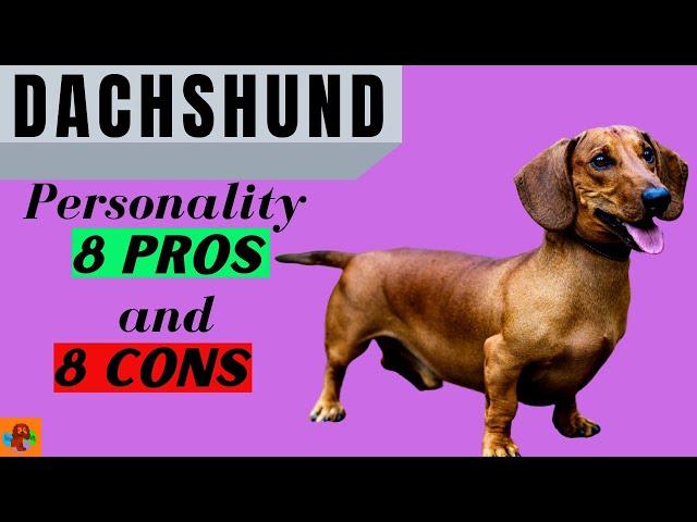 DACHSHUND PROS & CONS  (Including a Major Health Problem) - Must Watch Before Getting One!