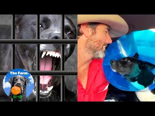 A Mysterious Condition was Making this Shelter Dog Aggressive | The Farm for Dogs