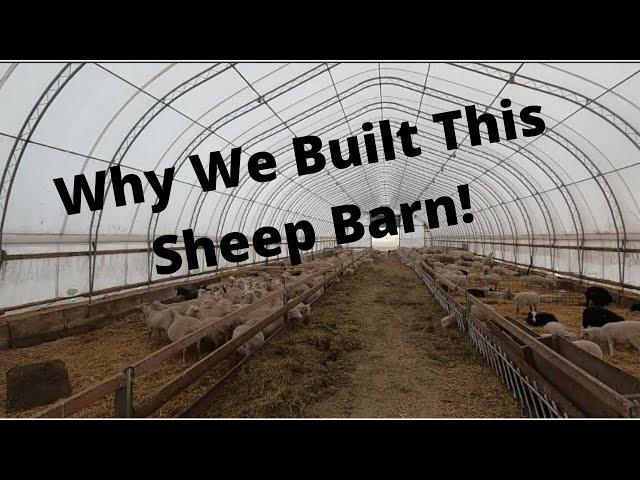 Sheep Barn/Housing:  Why We Built the Barn We Did!