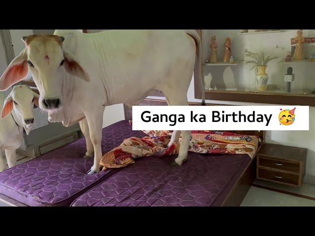 GANGA ka Birthday  | Cowsblike