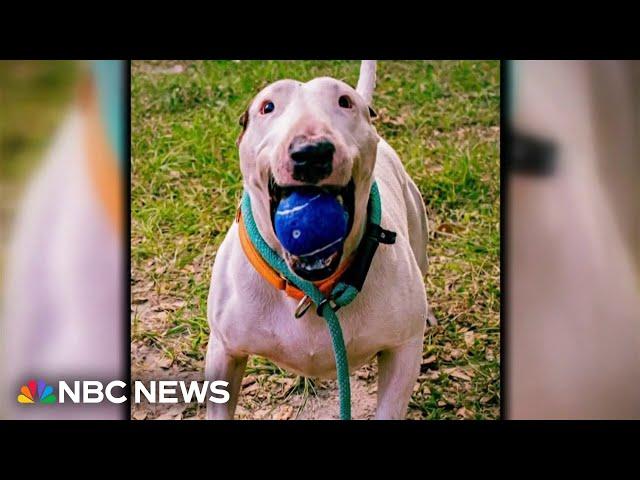 Dog abandoned before Hurricane Milton finds a home