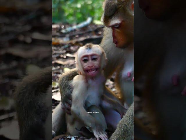 omg...what happened on baby luno, so pity baby monkey luno