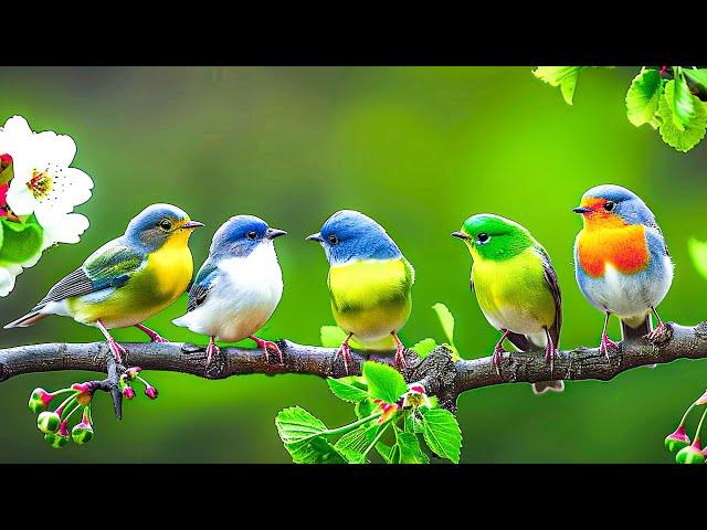 Relaxing Bird Sounds 4K ~ Birds Singing Heal Stress, Anxiety And Depression, Heal The Mind