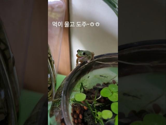 #아파트 실내에서 청개구리 방목