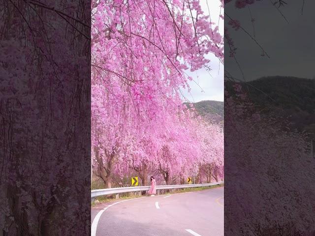 딸기우윳빛 벚꽃폭포 가득한 거창 임불마을, 병곡마을 수양벚꽃 찾아가는 방법과 촬영꿀팁 대방출 해 드립니다 #거창 #거창가볼만한곳 #여행지 #국내여행 #여행영상