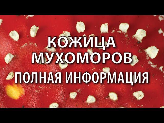 Всё о кожице мухоморов. Свойства, применение. Песок в пантерном мухоморе. Михаил Вишневский