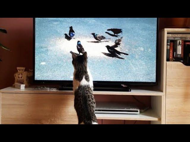 Animals Reacting on TV 2023 [Funny Pets]