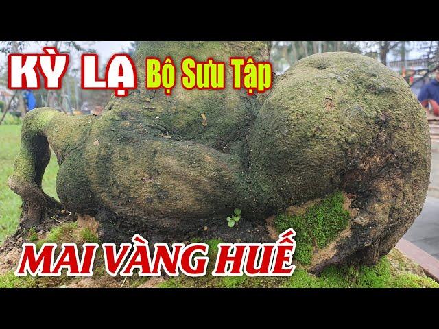 Mai Vàng Huế - KỲ LẠ Bộ Sưu Tập HOÀNG MAI Xuống Phố Tham Gia Lễ Hội Đón Xuân 2023 #507