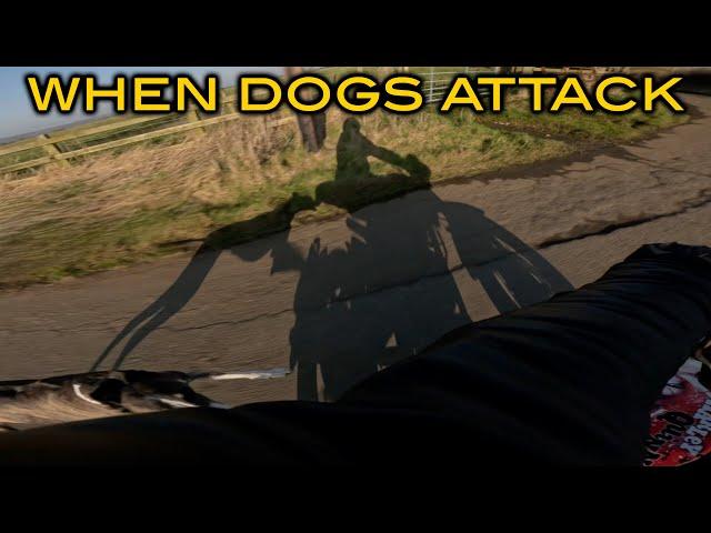 When Dogs Attack | What can you do?