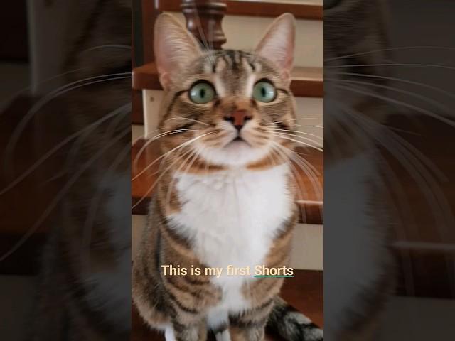 I am Marsik. Nice to meet you! ️ #cat #cutecat #funnycat