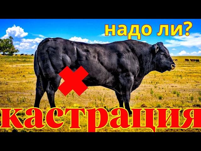 кастрация   быть или не быть?