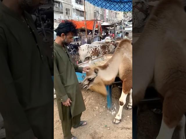 Arabic Camel in Karachi Mandi