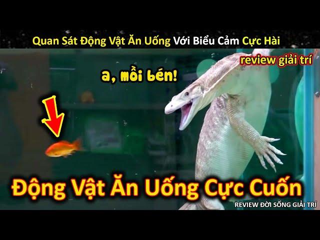 Quan Sát Những Loài Động Vật Ăn Uống Bon Miệng Cực Thú Vị || Review Giải Trí Đời Sống